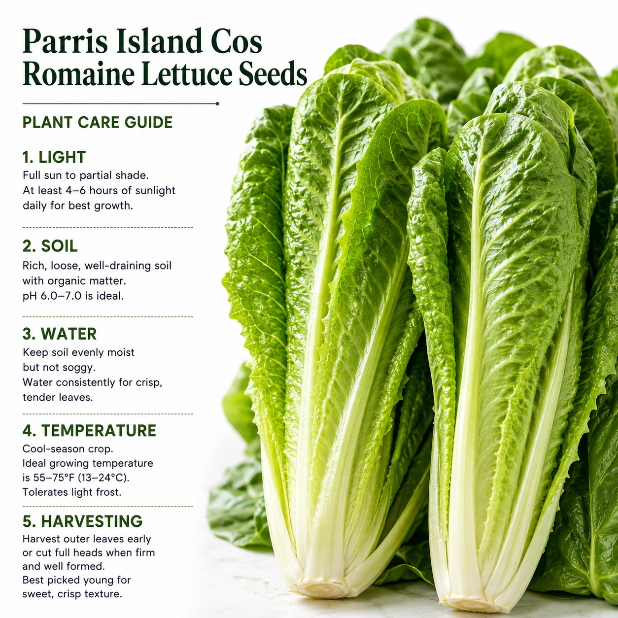 500 Romaine Lettuce Seeds - Parris Island Cos, Non GMO Vegetable Seeds, Heirloom, High-Yield Tender Leafy Greens, for Fresh Salads & Outdoor Planting