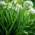 400 Garlic Chives Seeds for Planting Outdoors, Fast Growing, Easy to Grow, Cold Hardy Vegetable Seeds, Perfect Companion Plant for Garden Beds