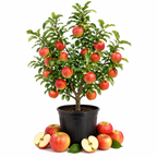 Apple Tree Live Plant in 3 Gallon Pot, Fast Growing Zestar Apple Trees Live Plants Ready to Fruit, Perfect for Home Backyard and Garden (No Ship to CA, HI, AK)