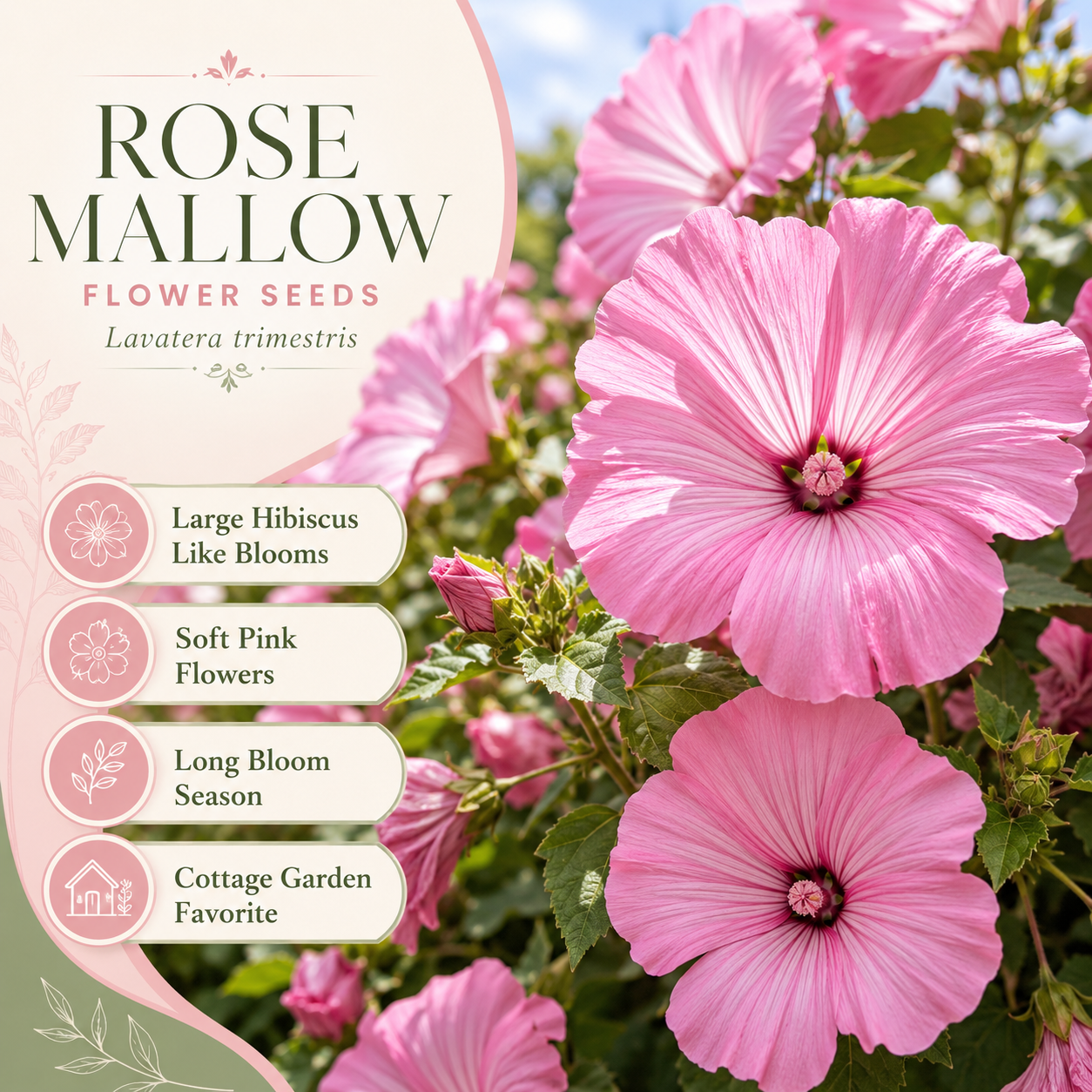 100 Rose Mallow Flower Seeds for Planting, Heirloom, Fast Growing, High-Yield Tall Showy Blooms, Perfect for Privacy Screen and Garden Background