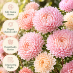 50 Tower Chamois Untreated Aster Seeds, Non GMO, Easy Care, Spectacular Double Peony-Like Blooms, Elegant Long-Stemmed, Ideal for Gardens, Patios & Borders