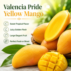Mango Trees Live Plants | 2.5–3 Ft Tropical Mango Variety | Fresh, Juicy Mango Fruit Tree for Yard & Patio (No Ship to CA,HI,AK)