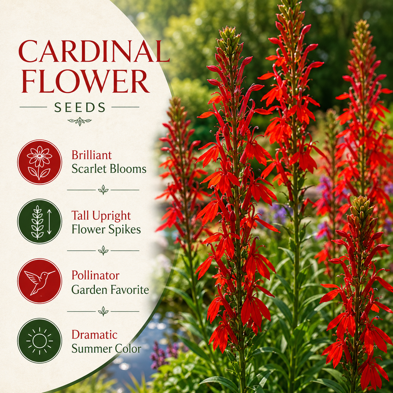500 Cardinal Flower Lobelia Seeds, Hardy Native Lobelia, Fast Growing Tall Scarlet Red Spikes, Ideal for Partial Shade Gardens
