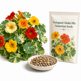 50 Variegated Alaska Mix Seeds, Non-GMO, Compact Bush Garden Crop, Perfect Companion Plant for Vegetables, Great for Pots, Containers & Hanging Baskets
