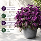 Purple Passion Plant Live - Gynura | Size 4 Inch Tall | Easy to Grow Indoor Houseplant for Home & Office | Vibrant Purple Velvet Foliage, Low Maintenance