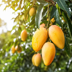 Mango Trees Live Plants | 2.5–3 Ft Tropical Mango Variety | Fresh, Juicy Mango Fruit Tree for Yard & Patio (No Ship to CA,HI,AK)