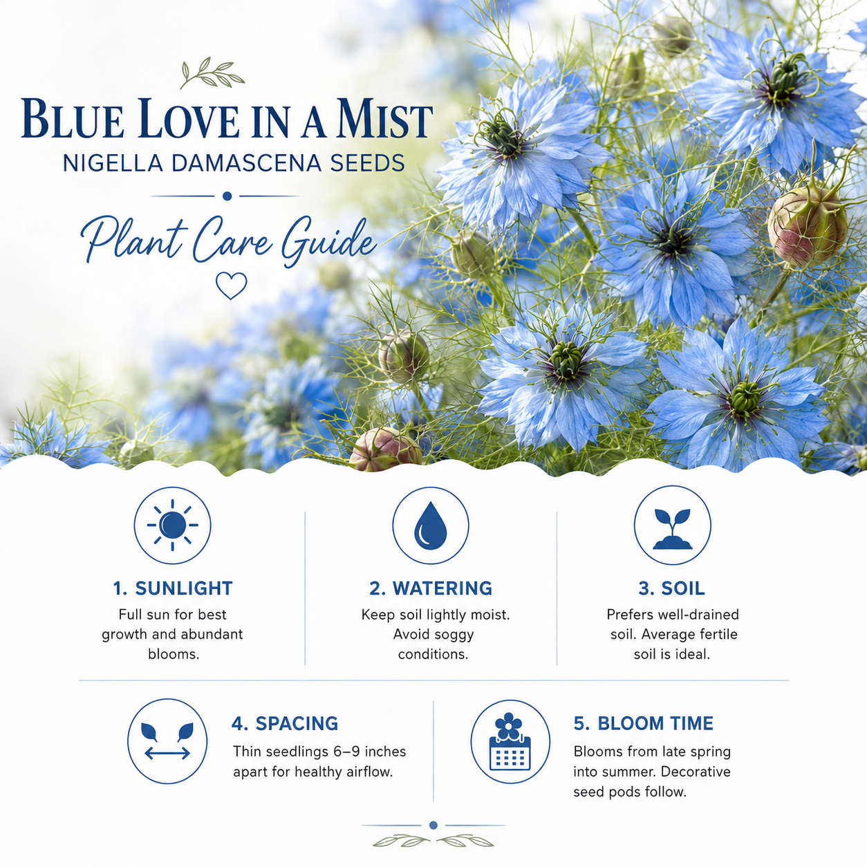 Blue Love In A Mist, 300 Nigella damascena Flower Seeds, Non-GMO, Annual High-Yield Soft Blue Misty Blooms, Ideal for Window Boxes, Borders & Gardens
