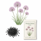 100 Allium stellatum Prairie Onion Seeds, Non-GMO, High Yield, Vibrant Pink Lavender Blooms, Perennial Wildflower Seeds for Rock Gardens