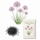 100 Allium stellatum Prairie Onion Seeds, Non-GMO, High Yield, Vibrant Pink Lavender Blooms, Perennial Wildflower Seeds for Rock Gardens
