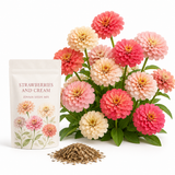 100 Strawberries and Cream Zinnia Seeds Mix, Non GMO, High Yield, Annual Flower Seeds, Vibrant Pink Red & Cream Double Blooms, for Borders & Backyard Garden