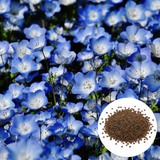 200 Baby Blue Eyes Nemophila Seeds, Non GMO, Easy to Grow Sky Blue Flower Seeds, for Garden Beds, Borders & Containers