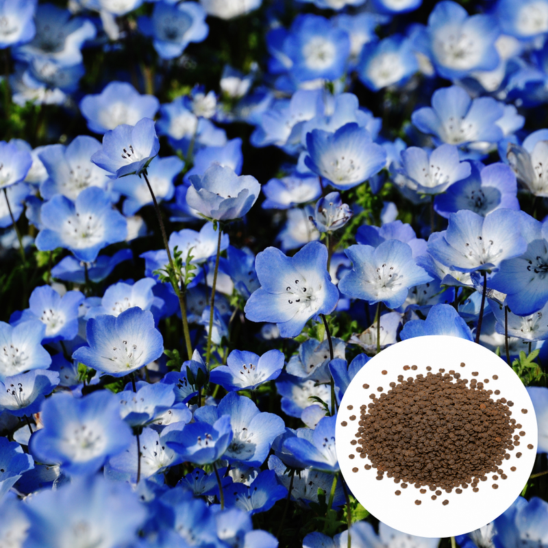 200 Baby Blue Eyes Nemophila Seeds, Non GMO, Easy to Grow Sky Blue Flower Seeds, for Garden Beds, Borders & Containers