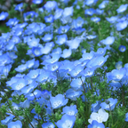 200 Baby Blue Eyes Nemophila Seeds, Non GMO, Easy to Grow Sky Blue Flower Seeds, for Garden Beds, Borders & Containers