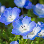 200 Baby Blue Eyes Nemophila Seeds, Non GMO, Easy to Grow Sky Blue Flower Seeds, for Garden Beds, Borders & Containers