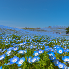 200 Baby Blue Eyes Nemophila Seeds, Non GMO, Easy to Grow Sky Blue Flower Seeds, for Garden Beds, Borders & Containers