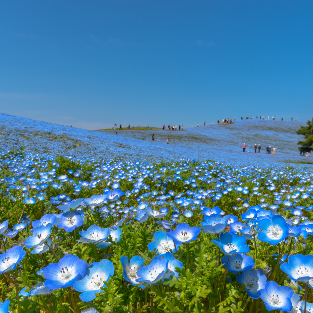 200 Baby Blue Eyes Nemophila Seeds, Non GMO, Easy to Grow Sky Blue Flower Seeds, for Garden Beds, Borders & Containers