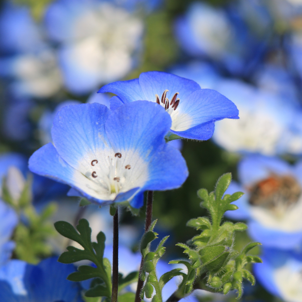 200 Baby Blue Eyes Nemophila Seeds, Non GMO, Easy to Grow Sky Blue Flower Seeds, for Garden Beds, Borders & Containers