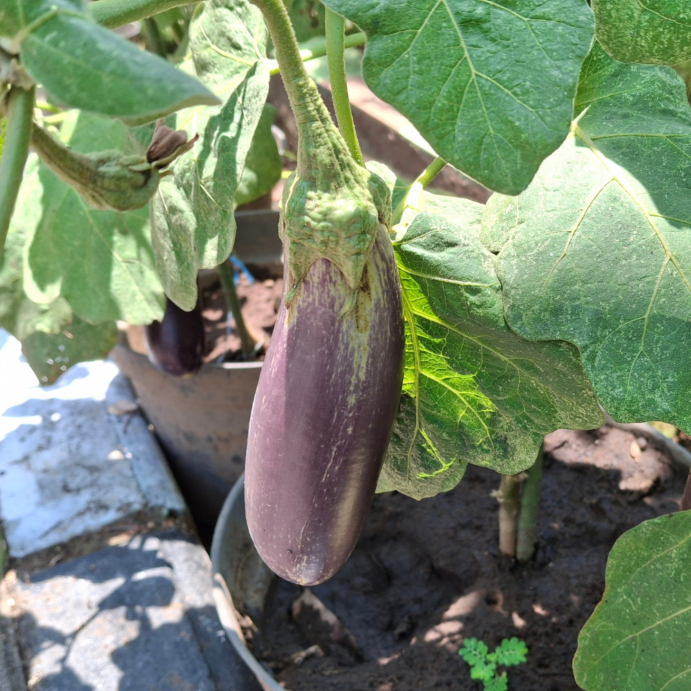 150 Purple Shine Eggplant Seeds, Non-GMO, Heirlooms, Easy to Grow Vegetable Seeds for Backyard Gardens