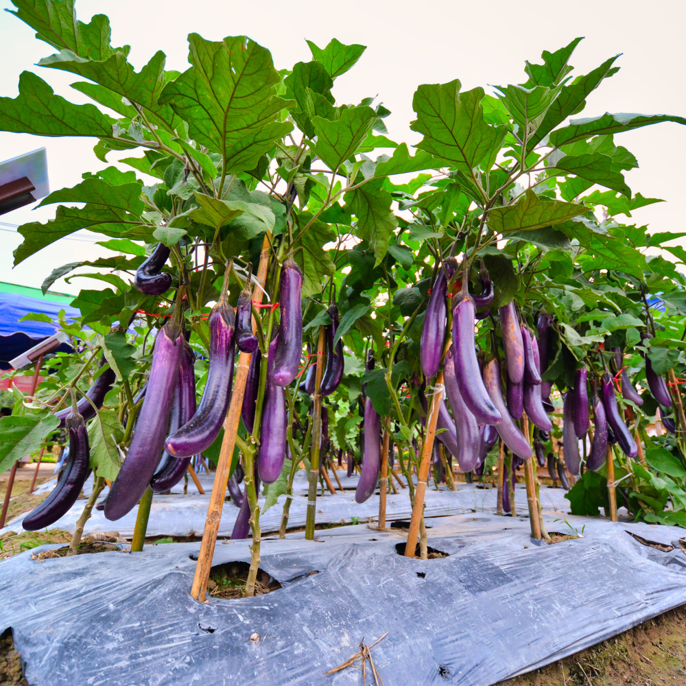 50 Eggplant Seeds - Purple Shine - Hybrid, Non-GMO, Long Glossy Purple Brinjal Vegetable Seeds, High-Yielding, Fast Growing Backyard Garden Crops