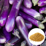100 Eggplant Seeds - Purple Shine - Hybrid, Non-GMO, Crisp & Sweet Long Aubergine Vegetable Seed, Ideal for Home Gardens and Veggie Lovers
