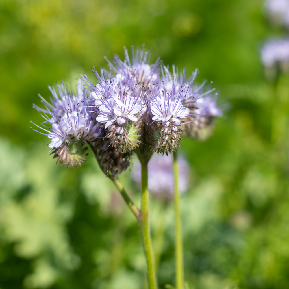100 Pcs Lacy Phacelia Seeds for Planting, Non GMO, Easy Care, Purple Flower Seeds, Flowering Annual, for Outdoor Spaces