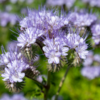 200 Pcs Lacy Phacelia Seeds (Phacelia tanacetifolia), Non GMO, Fast Growing Wildflower Seeds for Outdoor Gardens