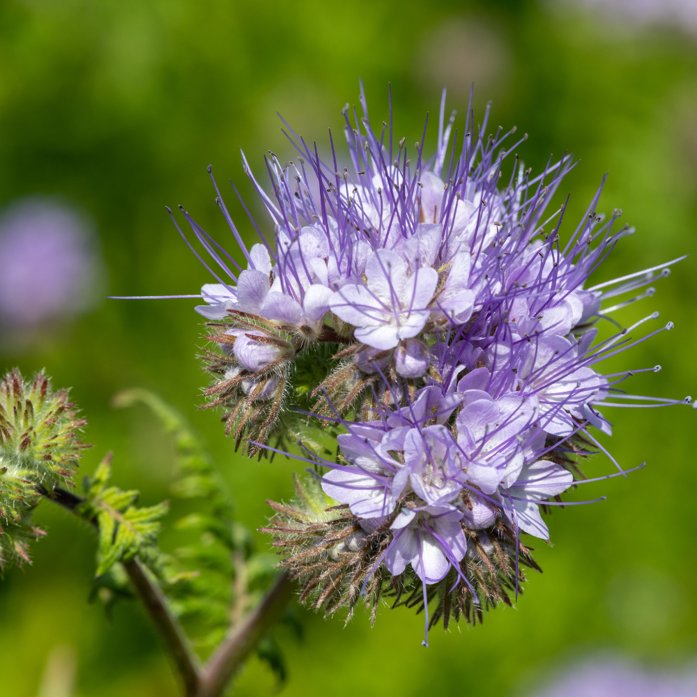 200 Pcs Lacy Phacelia Seeds (Phacelia tanacetifolia), Non GMO, Fast Growing Wildflower Seeds for Outdoor Gardens