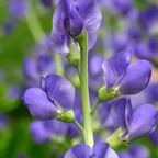 150 Pcs Blue Wild Indigo Seeds for Planting, Non GMO, Low Maintenance, Perennial Flower Seeds for Backyard Landscape