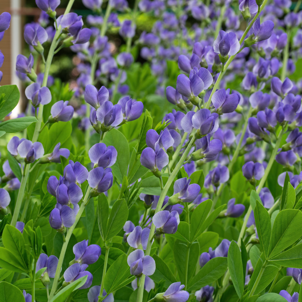 100 Pcs Blue Wild Indigo Seeds for Planting, Low Maintenance, Native Wildflower Seeds, Deep Blue Blooms, Ideal for Gardens, Borders & Landscaping