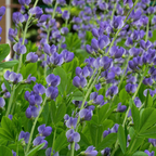 100 Pcs Blue Wild Indigo Seeds for Planting, Low Maintenance, Native Wildflower Seeds, Deep Blue Blooms, Ideal for Gardens, Borders & Landscaping