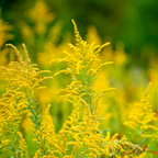 200 Showy Goldenrod Seeds, Non-GMO, Solidago speciosa Seeds, Vibrant Yellow Flower, Native Perennial for Backyard Landscape