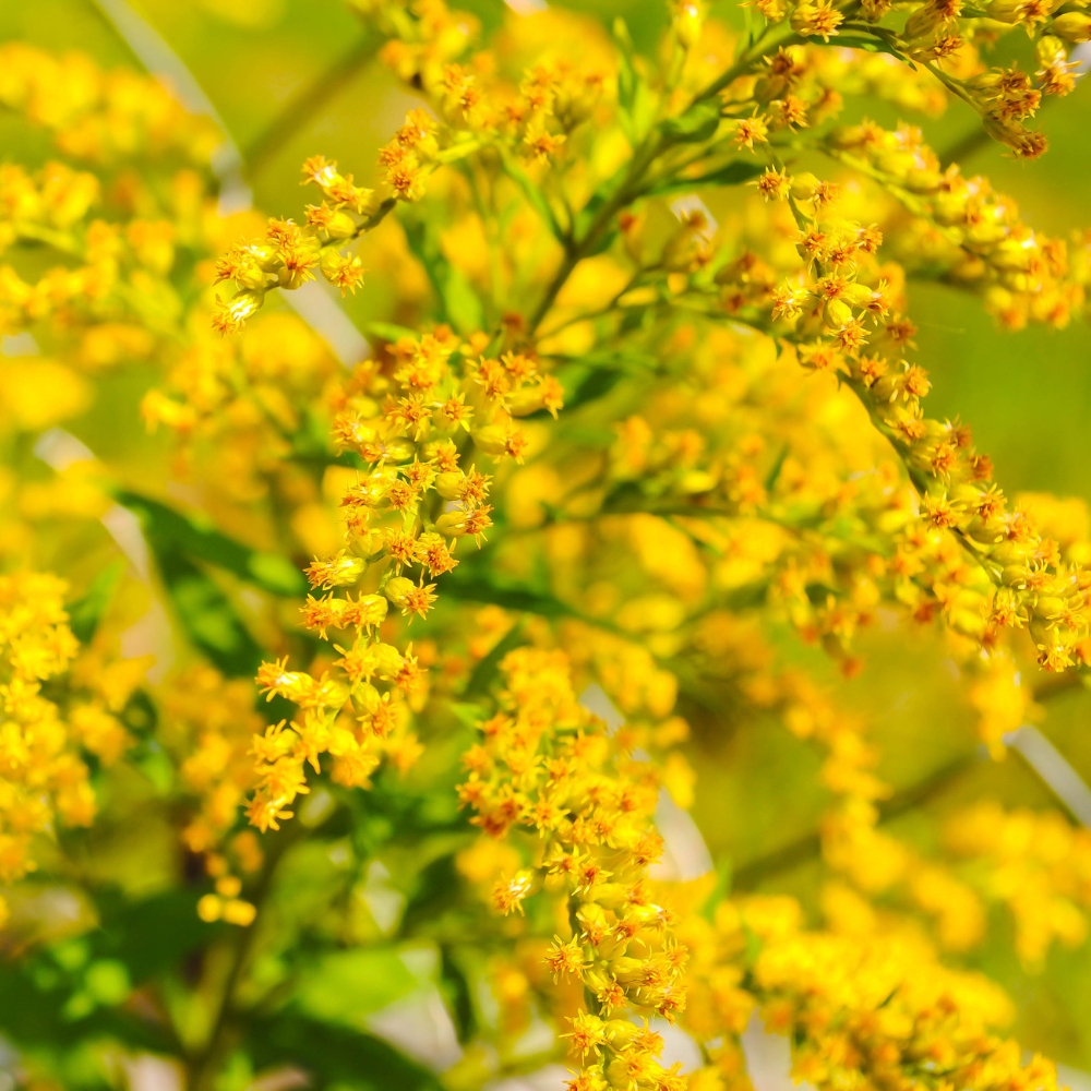 200 Showy Goldenrod Seeds, Non-GMO, Solidago speciosa Seeds, Vibrant Yellow Flower, Native Perennial for Backyard Landscape