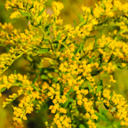 400 Showy Goldenrod Seeds for Planting, Non-GMO, Fast Growing, Easy Care, Golden Yellow Wildflower Seeds, Native Perennial for Backyard Landscape