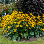 50 Pcs Rudbeckia Black Eyed Susan Seeds, Fast Growing, Drought Tolerant, Striking Elegant Golden Blooms, for Patios, Borders & Outdoor Spaces