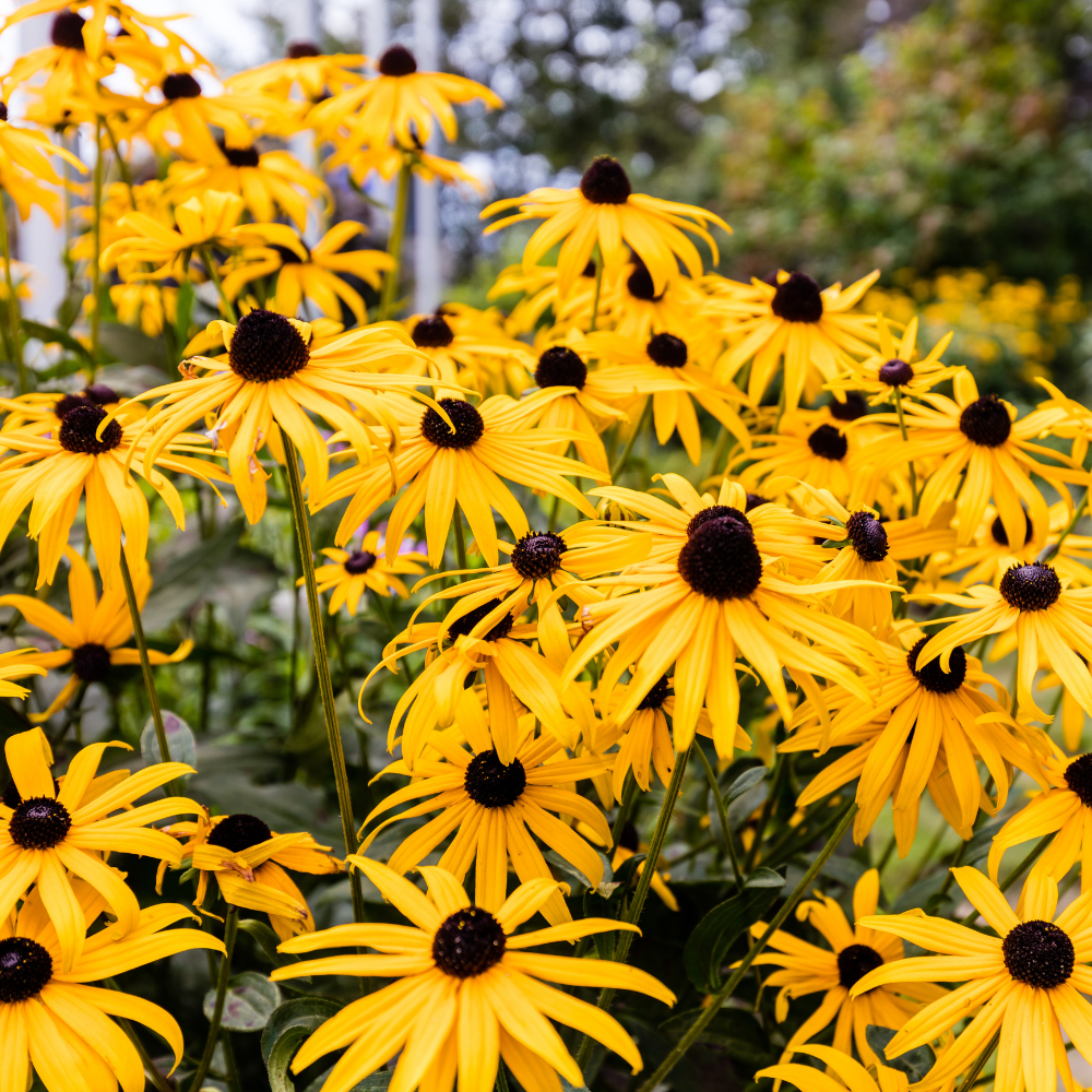Rudbeckia Black Eyed Susan Seeds Perennial, 25 Pcs, Non GMO Wildflower Seeds, Vibrant Yellow Flowers for Backyard Landscape & Garden Borders