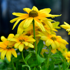 50 Pcs Rudbeckia Black Eyed Susan Seeds, Fast Growing, Drought Tolerant, Striking Elegant Golden Blooms, for Patios, Borders & Outdoor Spaces