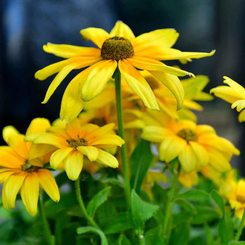 50 Pcs Rudbeckia Black Eyed Susan Seeds, Fast Growing, Drought Tolerant, Striking Elegant Golden Blooms, for Patios, Borders & Outdoor Spaces