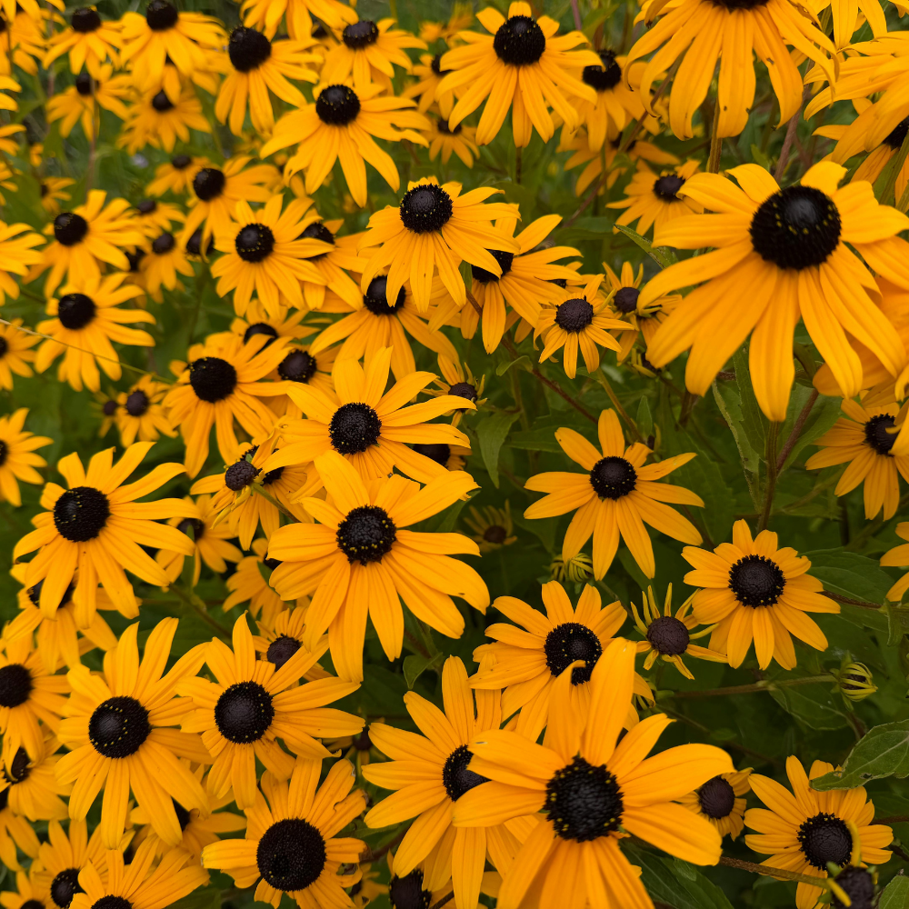50 Pcs Rudbeckia Black Eyed Susan Seeds, Fast Growing, Drought Tolerant, Striking Elegant Golden Blooms, for Patios, Borders & Outdoor Spaces