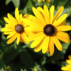 Rudbeckia Black Eyed Susan Seeds Perennial, 25 Pcs, Non GMO Wildflower Seeds, Vibrant Yellow Flowers for Backyard Landscape & Garden Borders