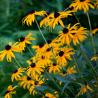 50 Pcs Rudbeckia Black Eyed Susan Seeds, Fast Growing, Drought Tolerant, Striking Elegant Golden Blooms, for Patios, Borders & Outdoor Spaces