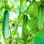 100 Straight Eight Cucumber Seeds, Heirloom, High-Yield Vegetable Seeds, for Fresh Salads, Pots, Containers & Outdoor Planting
