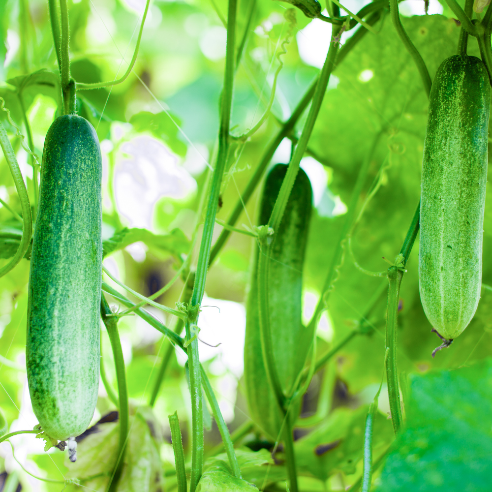 100 Straight Eight Cucumber Seeds, Heirloom, High-Yield Vegetable Seeds, for Fresh Salads, Pots, Containers & Outdoor Planting