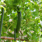 100 Straight Eight Cucumber Seeds, Heirloom, High-Yield Vegetable Seeds, for Fresh Salads, Pots, Containers & Outdoor Planting