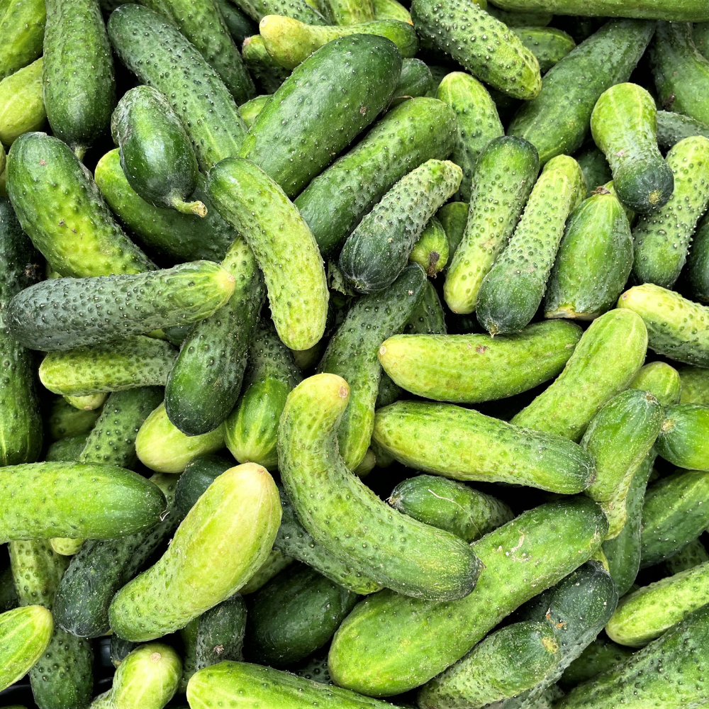 50 Pcs Boston Pickling Cucumber Seeds, Non-GMO, Crispy Sweet Cucumber Vegetable Seeds, Fast Growing Summer Crop for Garden Trellis