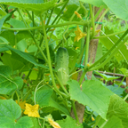 50 Pcs Boston Pickling Cucumber Seeds, Non-GMO, Crispy Sweet Cucumber Vegetable Seeds, Fast Growing Summer Crop for Garden Trellis