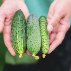 100 Boston Pickling Cucumber Seeds, Heirloom, High-Yield Vegetable Seeds, for Fresh Salads, Pots, Containers & Outdoor Planting