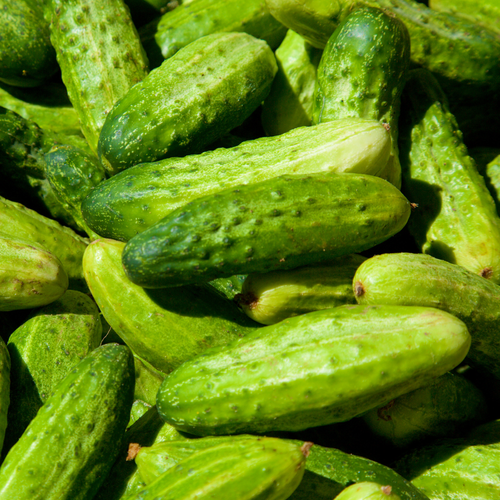 50 Pcs Boston Pickling Cucumber Seeds, Non-GMO, Crispy Sweet Cucumber Vegetable Seeds, Fast Growing Summer Crop for Garden Trellis