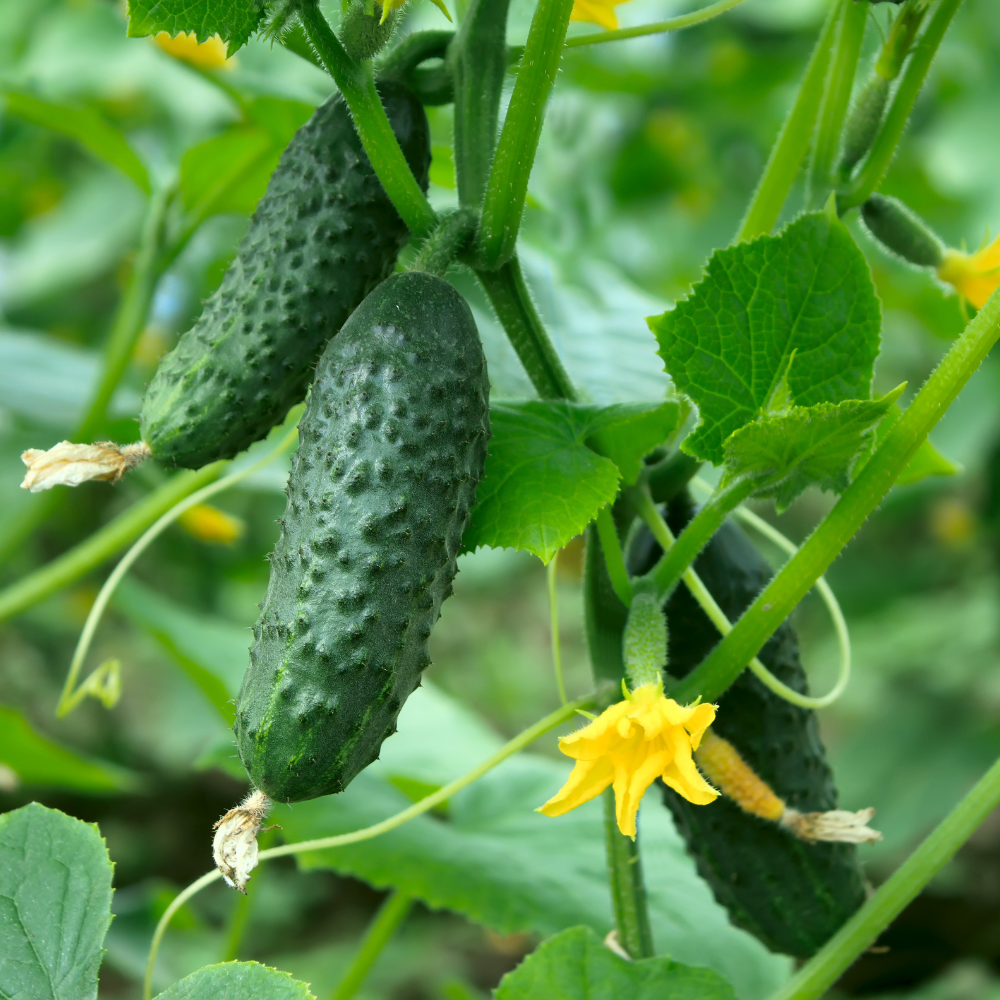 150 Boston Pickling Cucumber Seeds, Non-GMO, Heirloom, Easy to Grow, Crispy Sweet Cucumber Vegetable Seeds for Garden Trellis