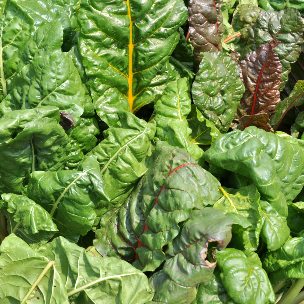 150 Pcs Rainbow Swiss Chard Seeds for Planting, Non GMO, Heirloom, Easy to Grow, Delicious Tender Greens, Ideal for Raised Beds, Containers & Gardens