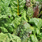 150 Pcs Rainbow Swiss Chard Seeds for Planting, Non GMO, Heirloom, Easy to Grow, Delicious Tender Greens, Ideal for Raised Beds, Containers & Gardens